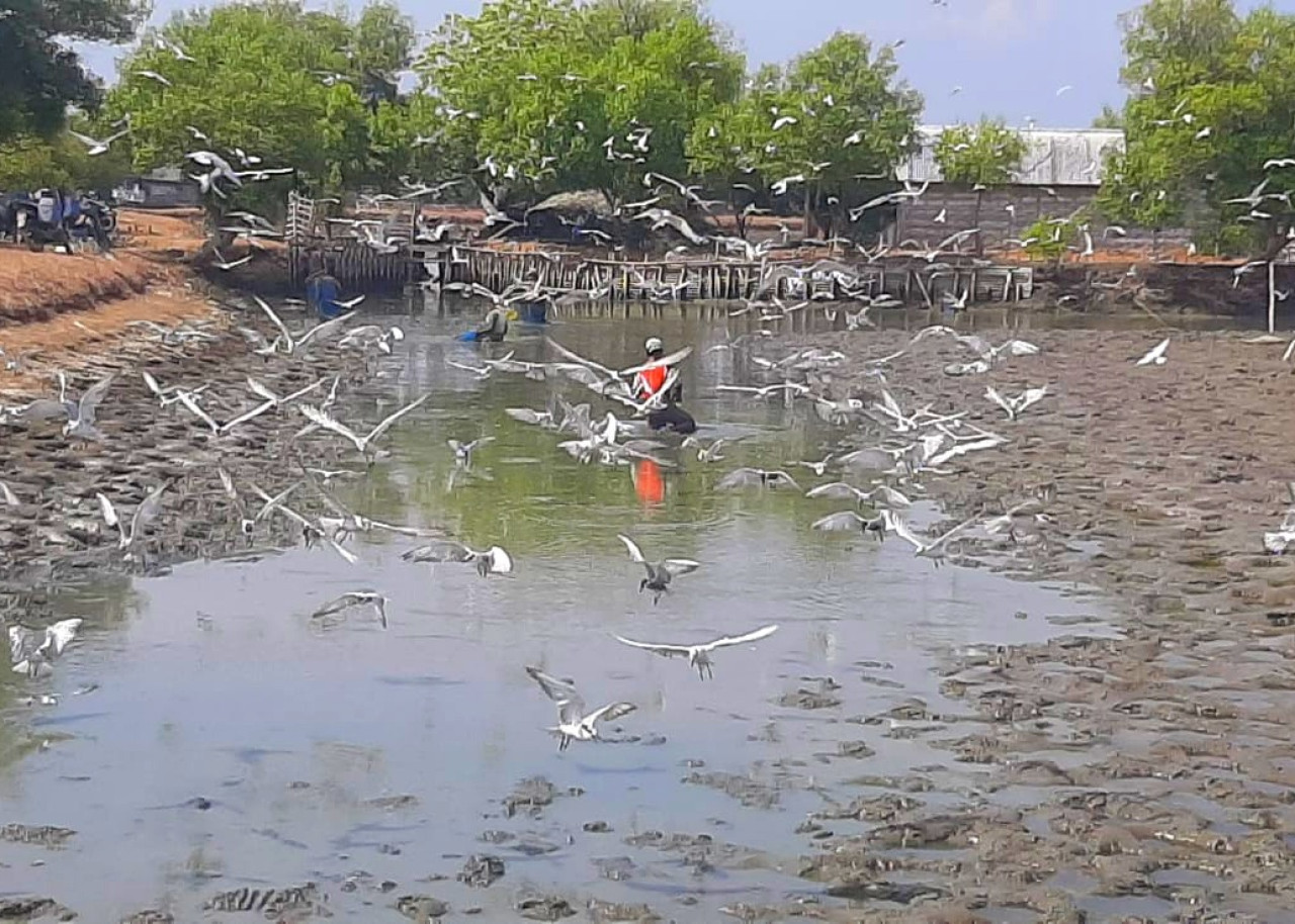 Petani Tambak di Sidoarjo Gagal Panen Gegara Suhu Panas