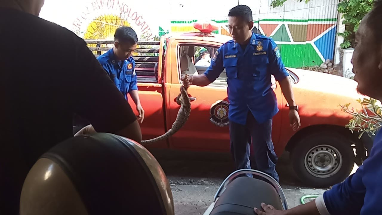 Tim damkar mengevakuasi ular piton dari rumah warga di Jalan Gondosuli, Ponorogo.(Foto: Difa for jatimnow.com).