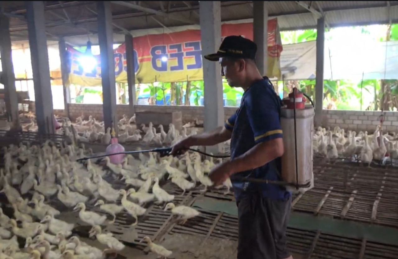 Kusnan di sela-sela aktifitasnya merawat bebek ternaknya. (Foto : Adyad Ammy Iffansah/jatimnow.com)