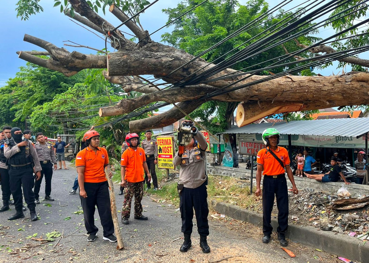 Pohon Tumbang di Wonoayu Timpa Warung, Jalur Sidoarjo-Krian Lumpuh