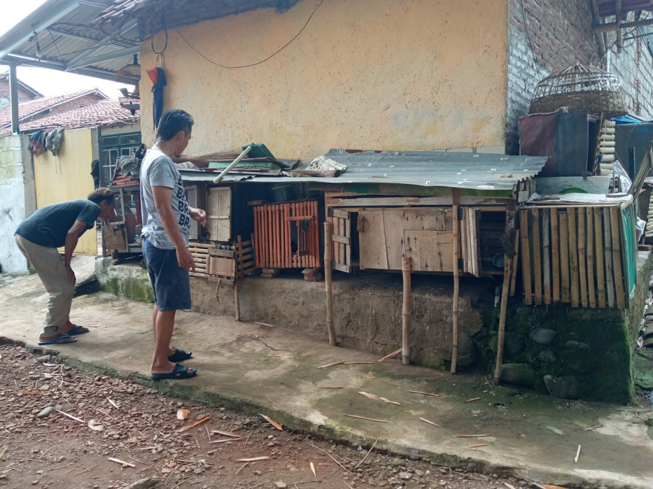 Warga menunjukkan lokasi ular sanca yang sembunyi di kandang ayam. (Foto: Sugianto/jatimnow.com)