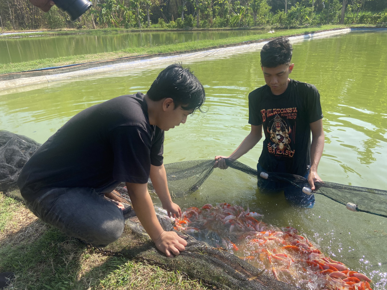Pria Ponorogo Bisnis Koi Raup Omzet Rp5 Juta Sehari, Belajar ke Jepang
