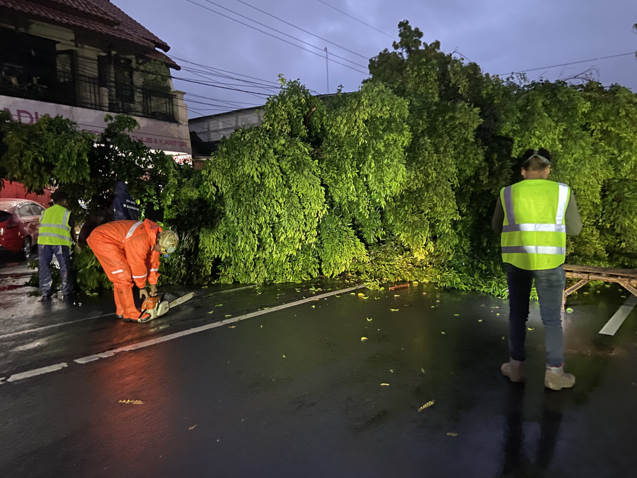 Pohon beringin tumbang di Jalan Sultan Agung Ponorogo. (Foto: Ahmad Fauzani/jatimnow.com)