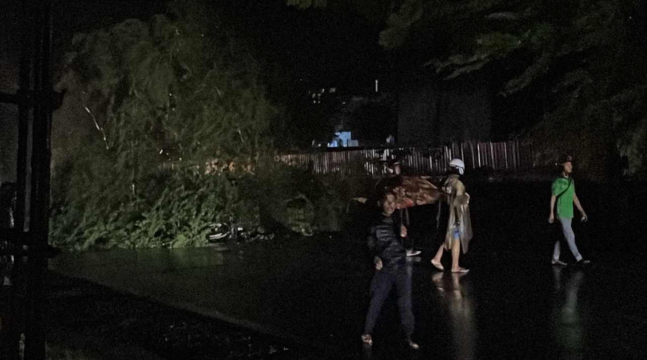 Pohon asem londo yang tumbang dan menimpa pengendara motor di Trenggalek. (Foto: BPBD Trenggalek)