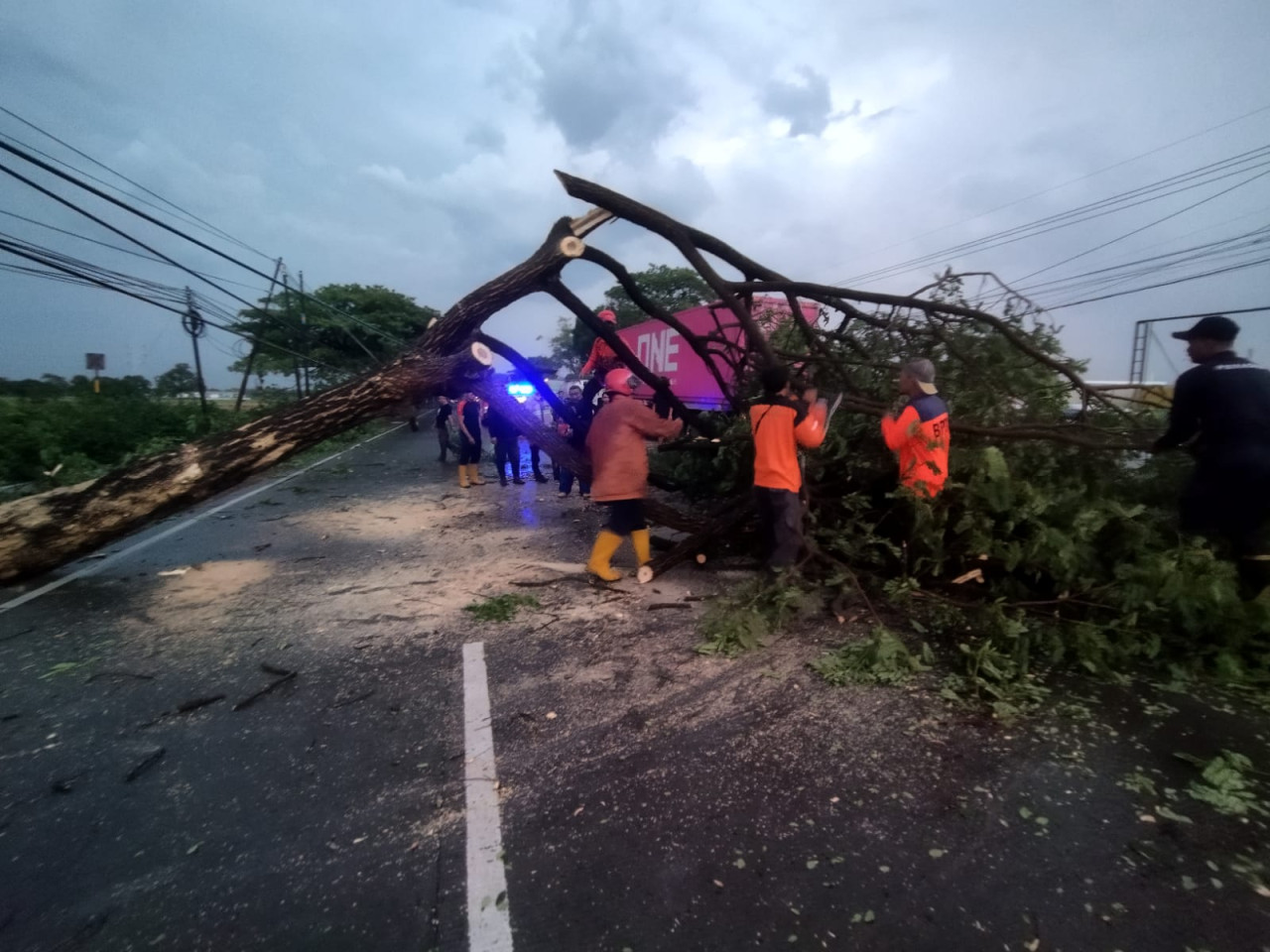 Sejumlah pohon tumbang di Jalan Babat, Lamongan (foto: BPBD Lamongan for jatimnow.com)