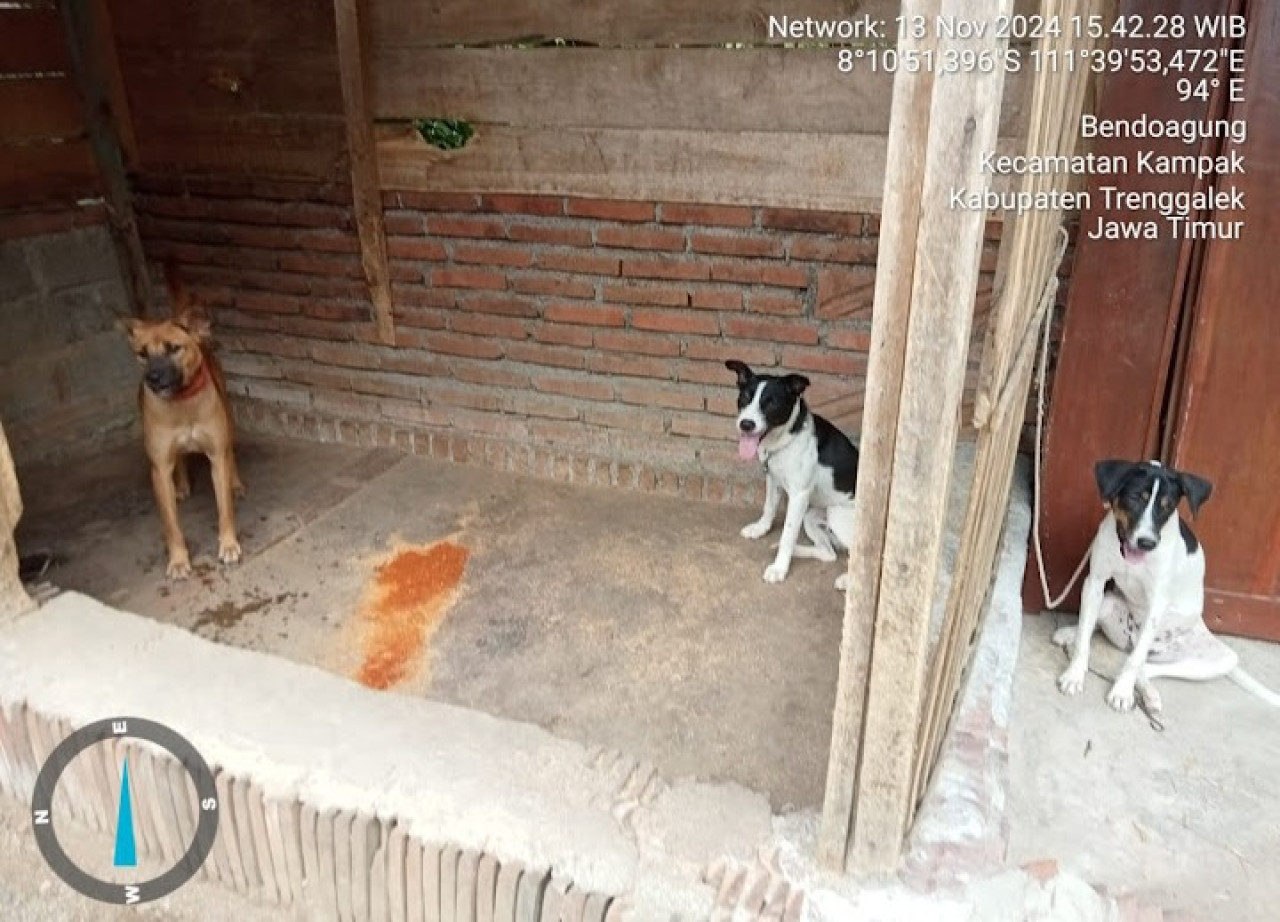Anjing yang dibeli oleh Pemdes Karangturi di Trenggalek. (Foto: Bramanta Pamungkas/jatimnow.com)