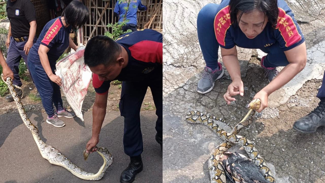 Tim Damkar Ponorogo berhasil menangkap ular piton sepanjang 3 meter. (Dok. Damkar Ponorogo)