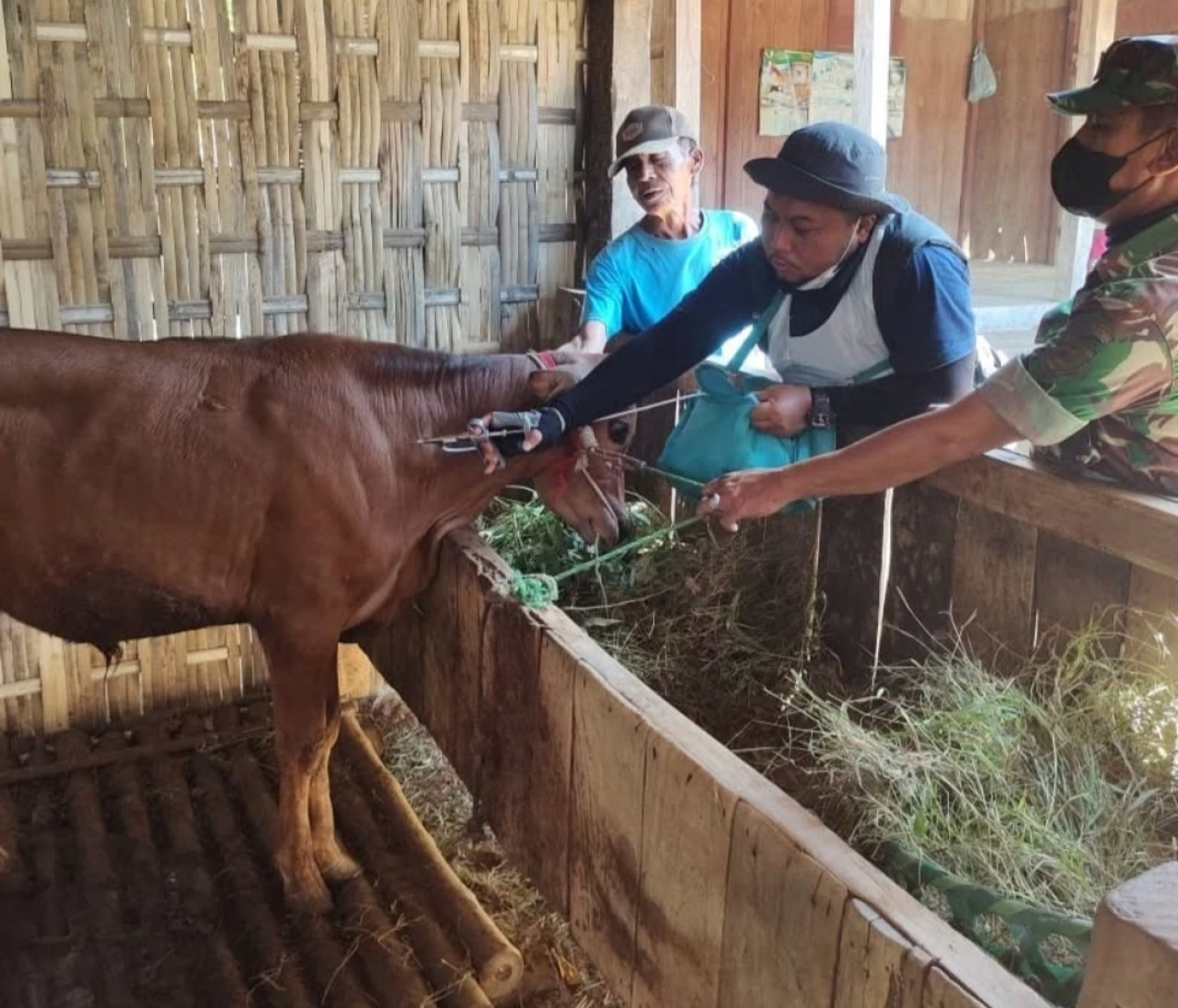 Ilustrasi sapi PMK (dok. Ali for jatimnow)