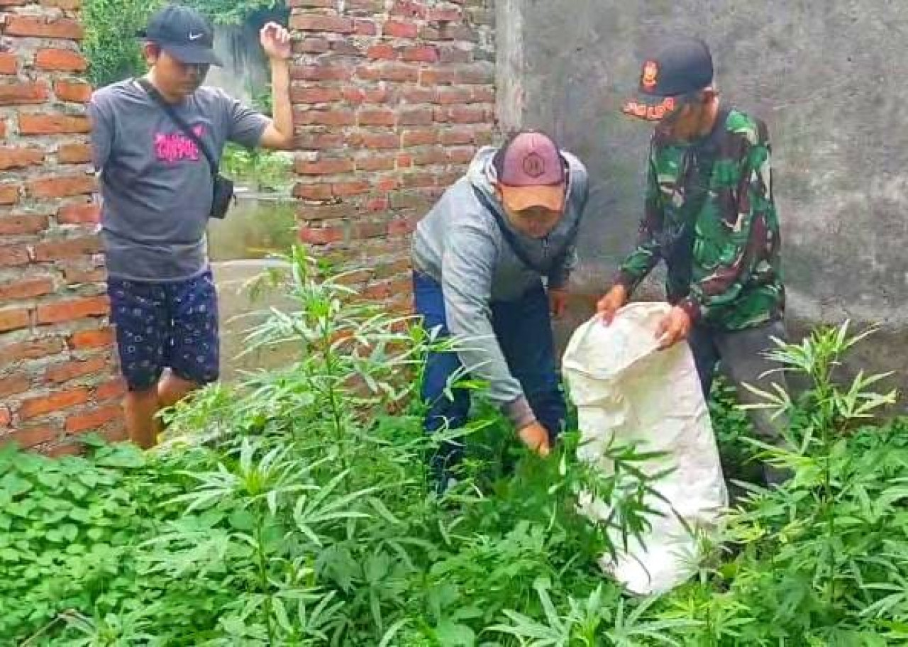 35 batang tanaman ganja yang diamankan Polisi daru sebuah rumah kosong berlantai dua di Dusun Demeling Gedangan Sidoarjo. (Foto: Polsek Gedangan Sidoarjo for jatimnow.com)