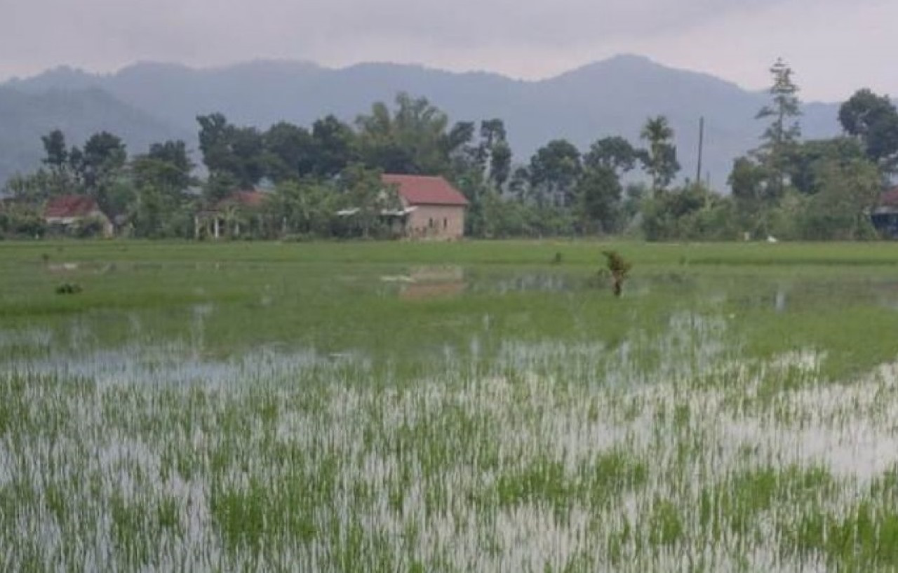 Ilustrasi. Sawah terendam banjir. (Foto: dok. jatimnow.com)