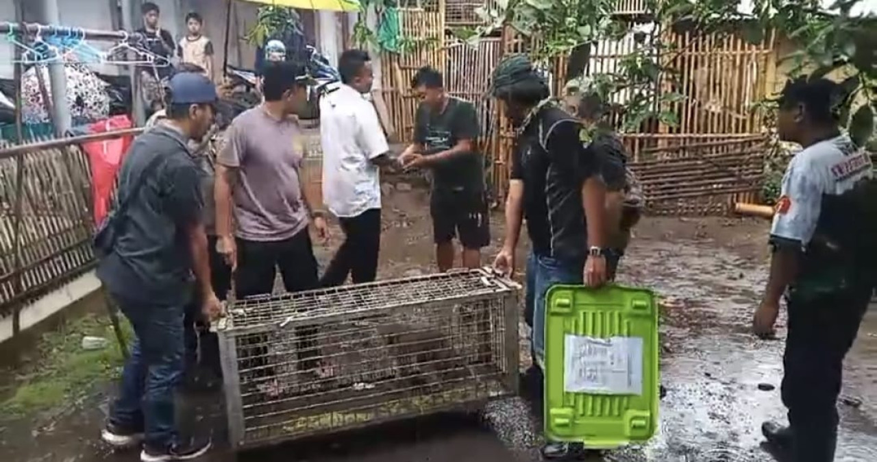 Kera Liar Teror Warga Jember, 3 Orang Alami Luka