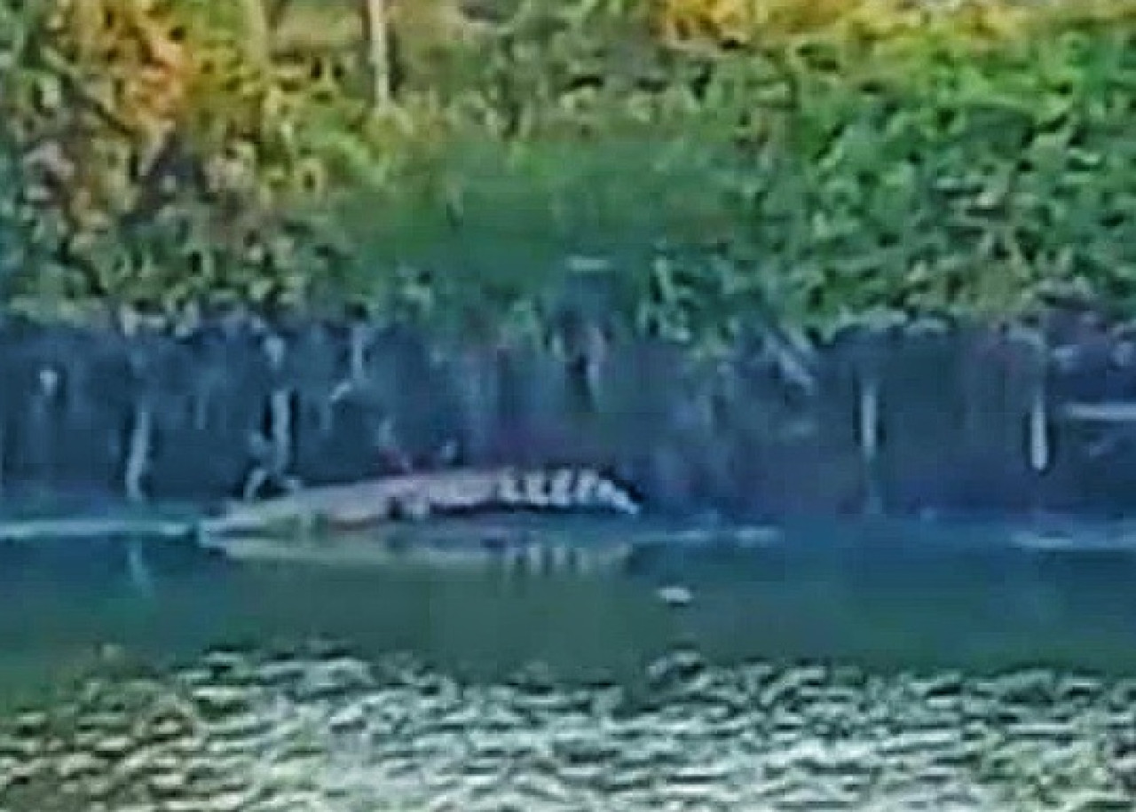 Penampakan buaya berukuran 4 meter di di Segoro Tambak Sedati Sidoarjo. (Foto:  M Jainul for jatimnow.com).