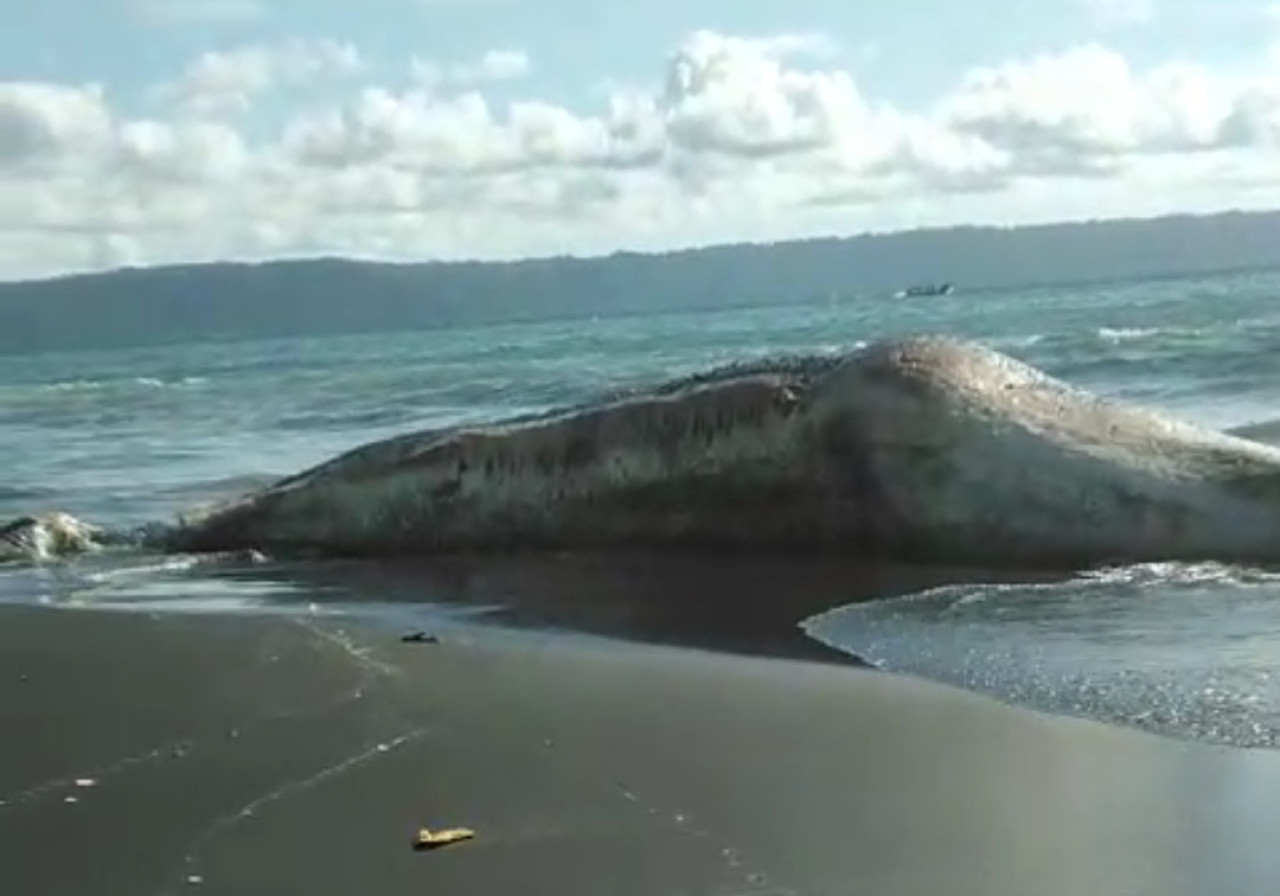 Hiu Tutul terdampar di pinggir Pantai Nyamplung Kobong (Foto: Ulum for jatimnow.com)