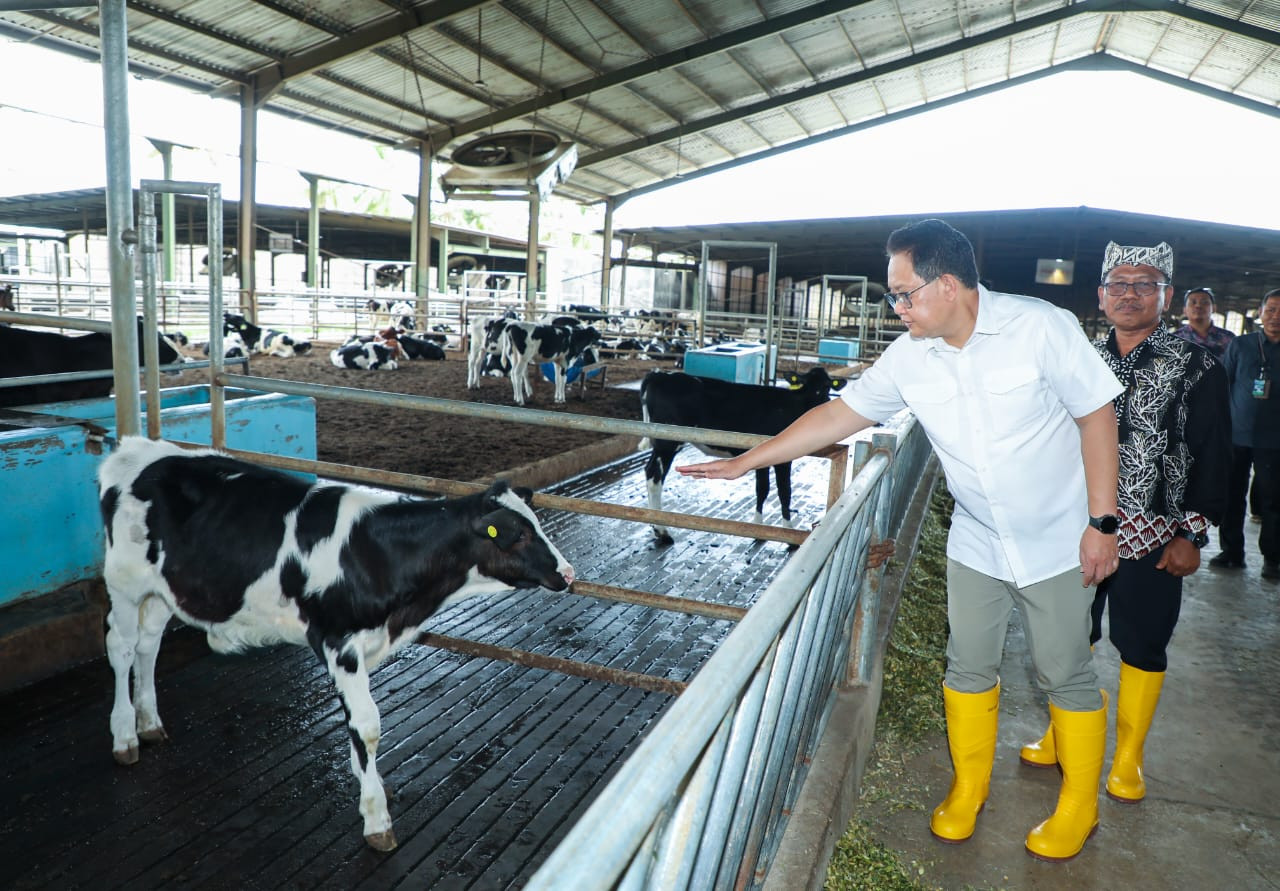 Berkunjung ke Peternakan Sapi Modern Farm di Bumi Rojo Koyo Jatim