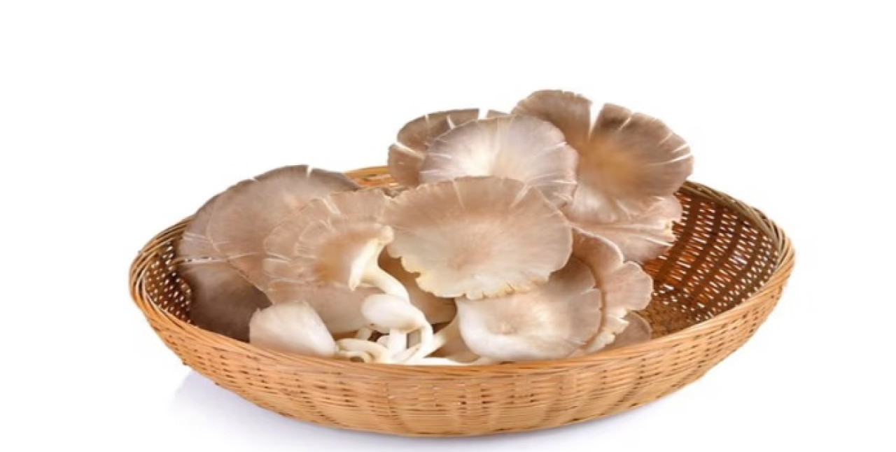 Jamur tiram. (Foto: popmama.com for jatimnow.com)