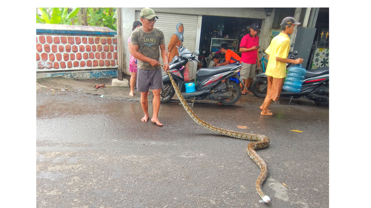 3 Ular Sanca Kembang Muncul di Kureksari Sidoarjo saat Sungai Buntung Meluap