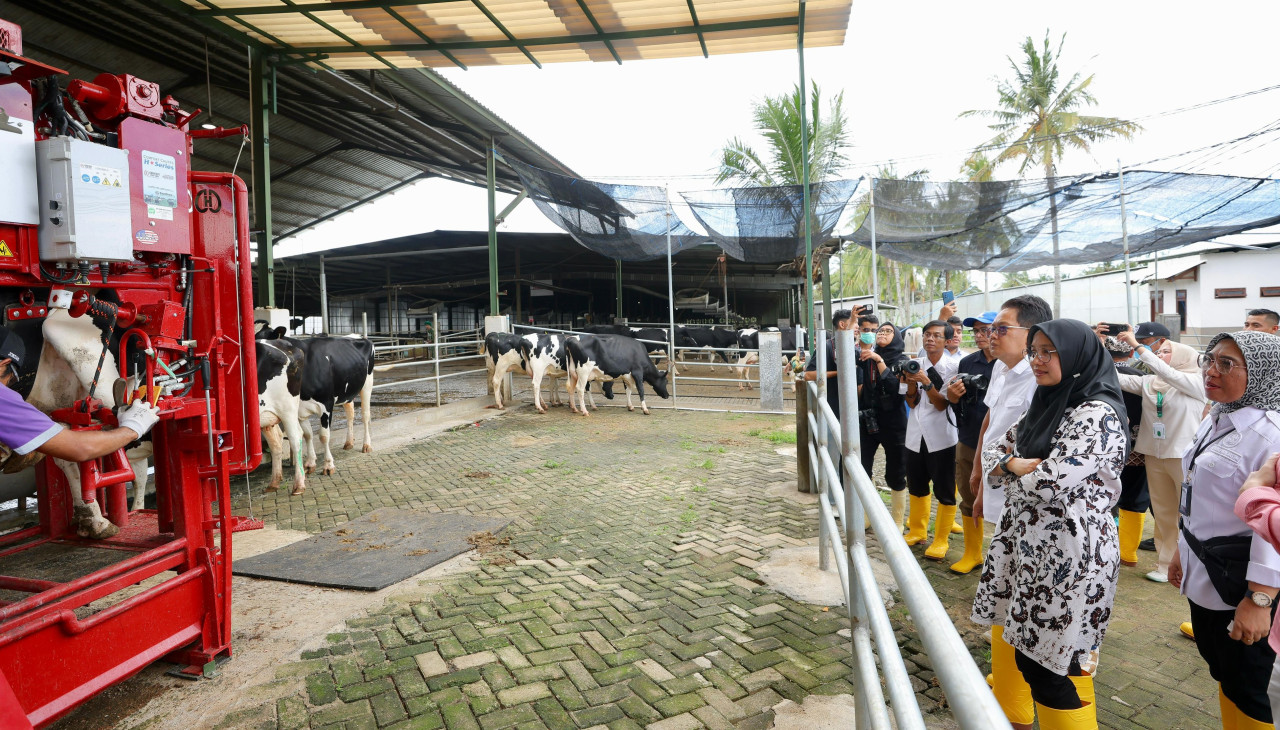 Menengok Peternakan Modern di Banyuwangi, Produksi Susu Sapi Segar 32 Ton/Hari