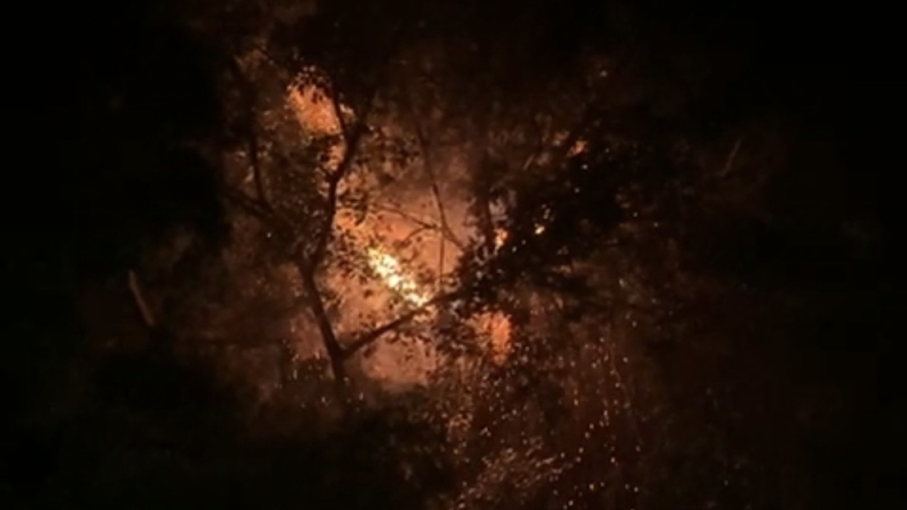 Pohon terbakar di Bangkalan. (Foto: Fathor Rahman/jatimnow.com)