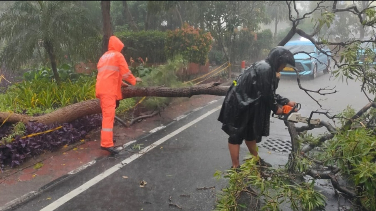 Sejumlah pepohonan tumbang di berbagai kawasan di Surabaya. (Foto: Munir/jatimnow.com)