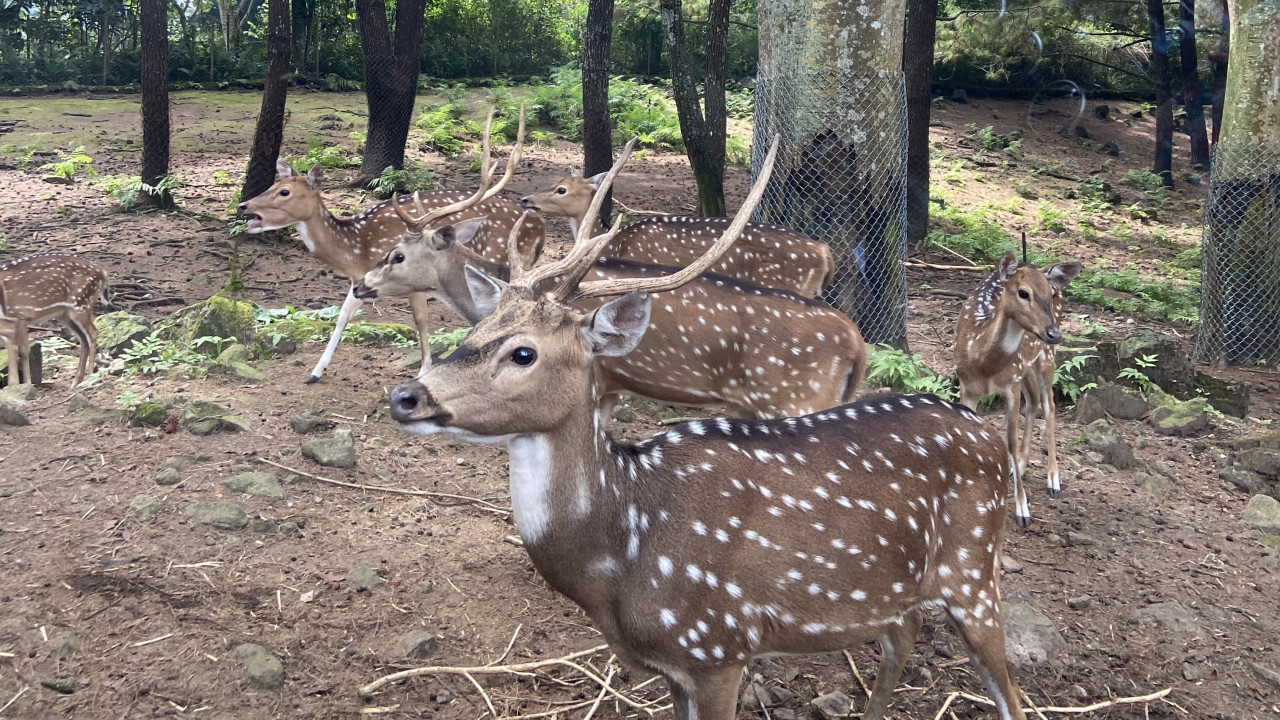 Taman Safari Prigen. (Foto: Yanuar Dedy/jatimnow.com)