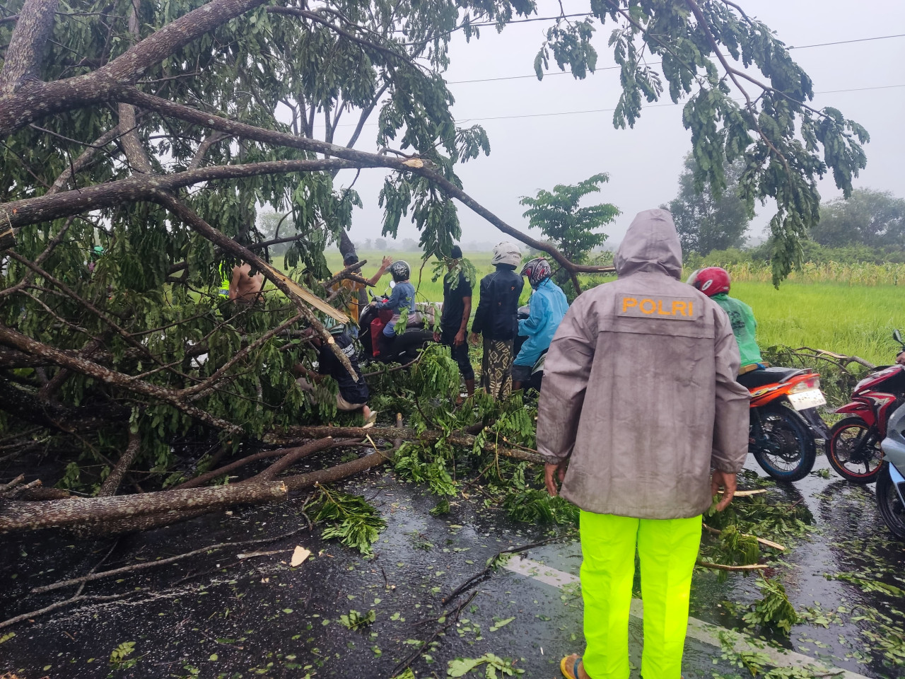 Kemacetan Panjang di Jembatan Suramadu gegara Pohon Tumbang