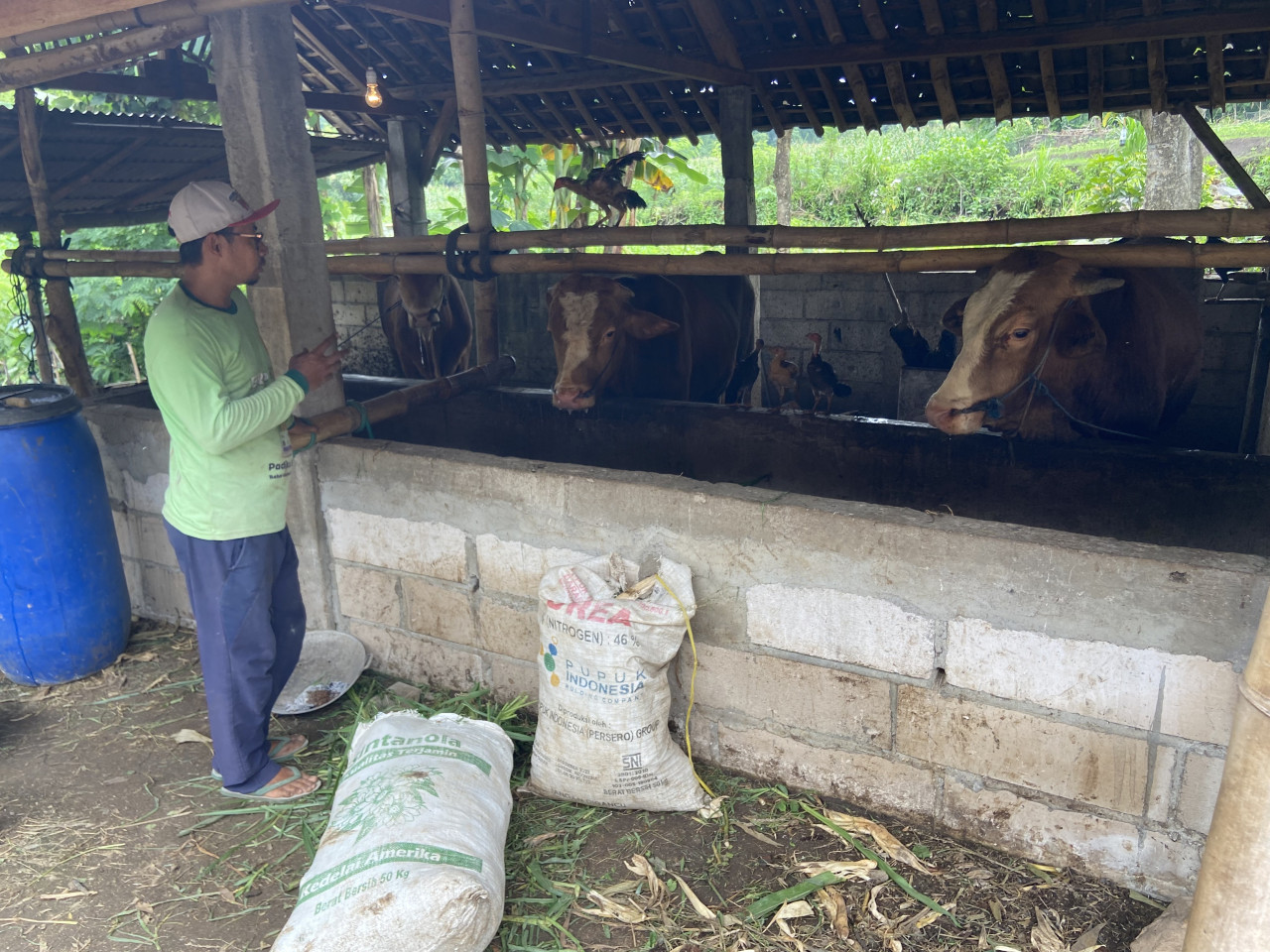 Sejumlah sapi di Plalangan, Kenangan, Ponorogo. (Foto: Ahmad Fauzani/jatimnow.com)