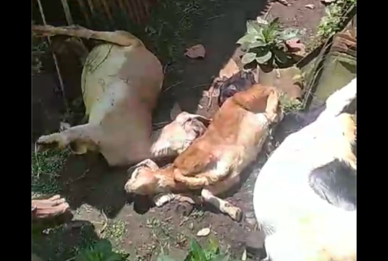 Puluhan Kambing Mati Mendadak di Ponorogo, Diduga Akibat Cuaca Ekstrem