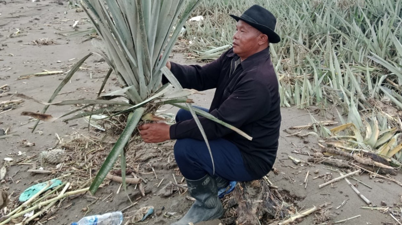 Petani nanas di Lereng Kelud Kediri terdampak banjir. (Foto: Almer/jatimnow.com)