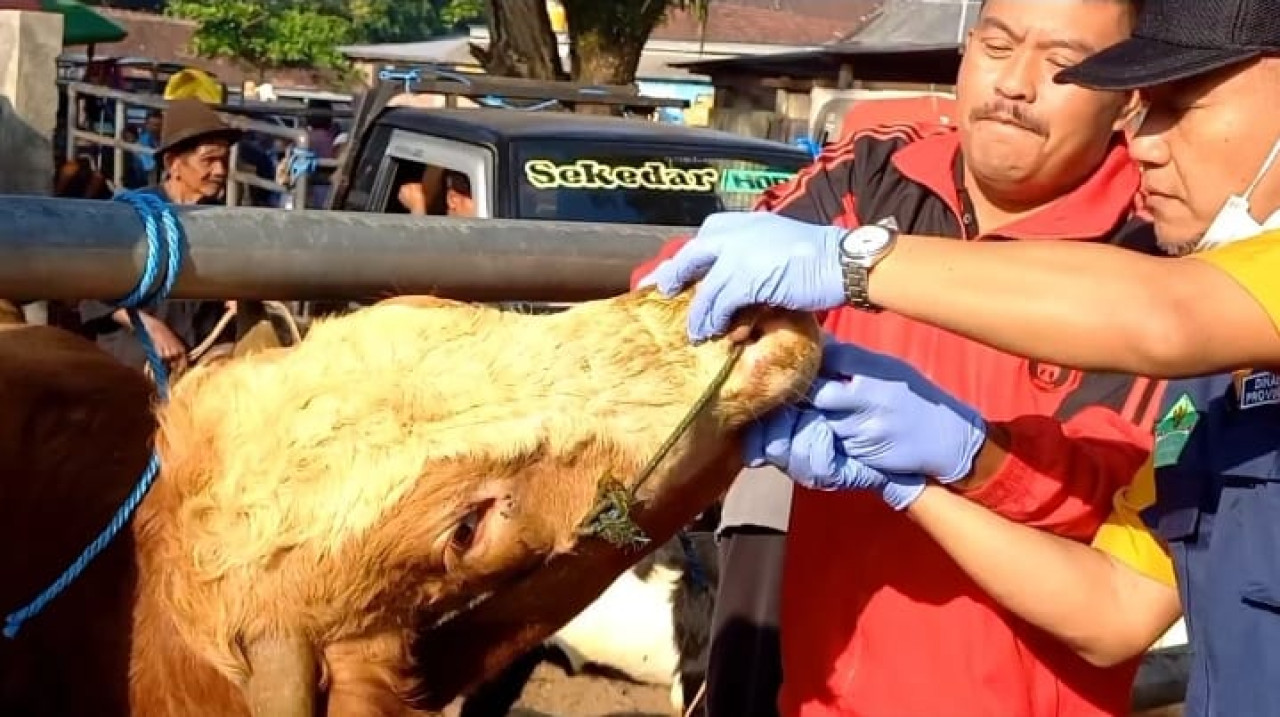 Petugas melakukan pemeriksaan terhadap kesehatan hewan. (Foto: Bramanta Pamungkas/jatimnow.com)