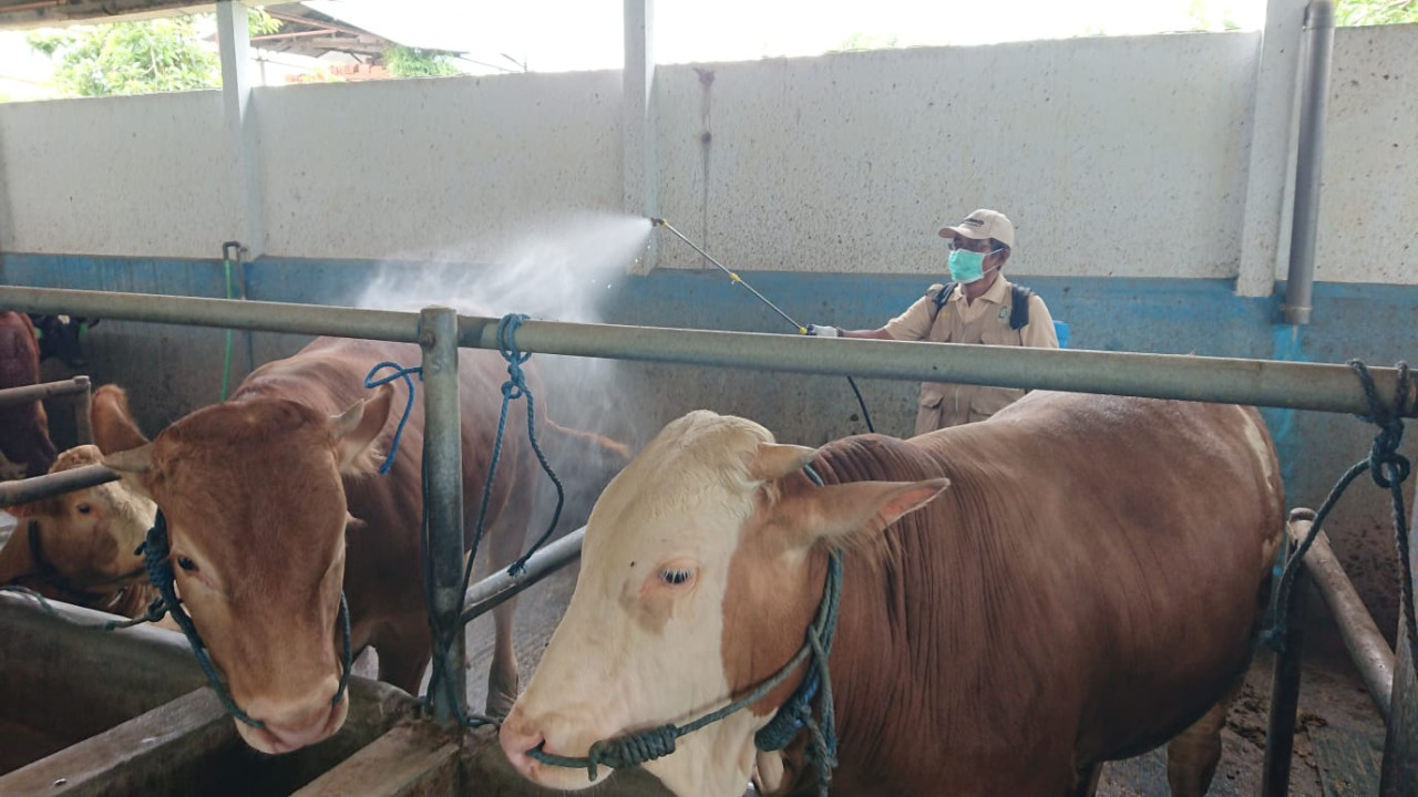 Petugas menyemprot kandang sapi di Tulungagung. (Foto: Bramanta Pamungkas/jatimnow.com)