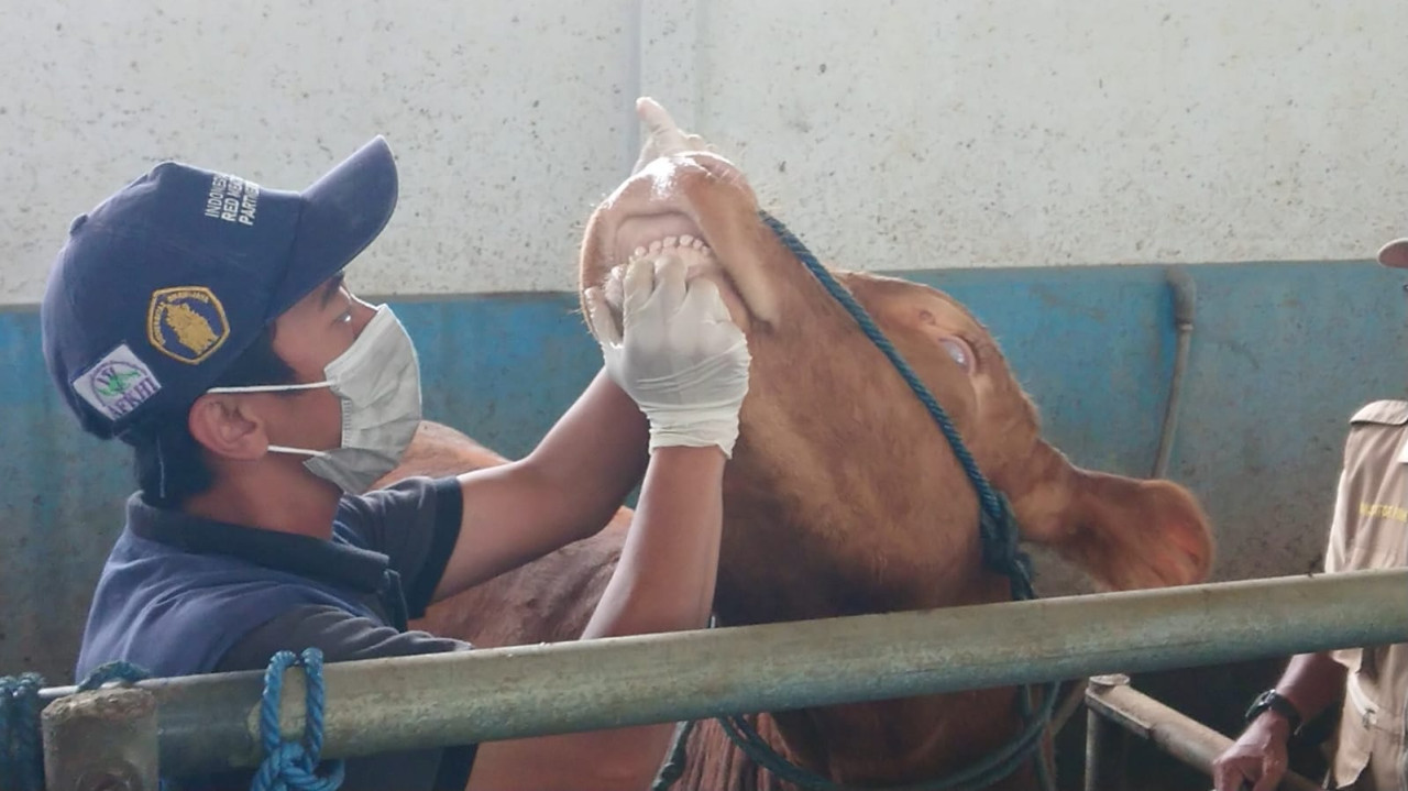 Petugas saat memeriksa kondisi hewan sapi di Tulungagung. (Foto: Bramanta Pamungkas/jatimnow.com)