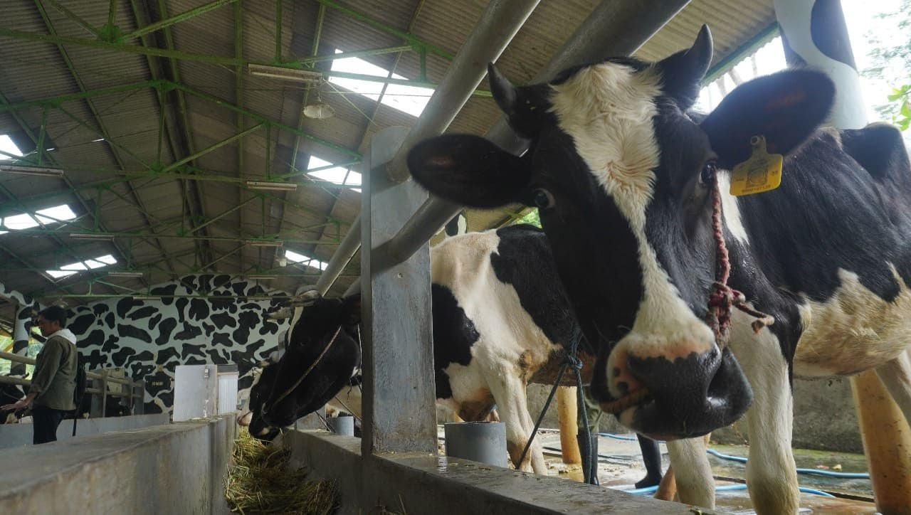 Ilustrasi sapi di Jember. (Foto: Sugianto/jatimnow.com)