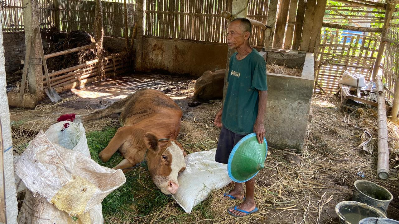Kondisi sapi milik warga Jimbe Ponorogo. (Foto: Ahmad Fauzani/jatimnow.com)