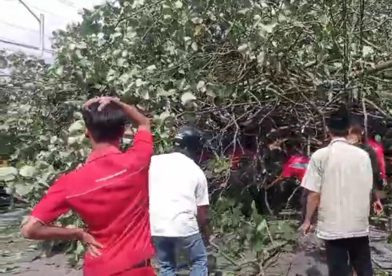 Pohon tumbang di Ambulu Jember yang menimpa mobil ELF. (media sosial)