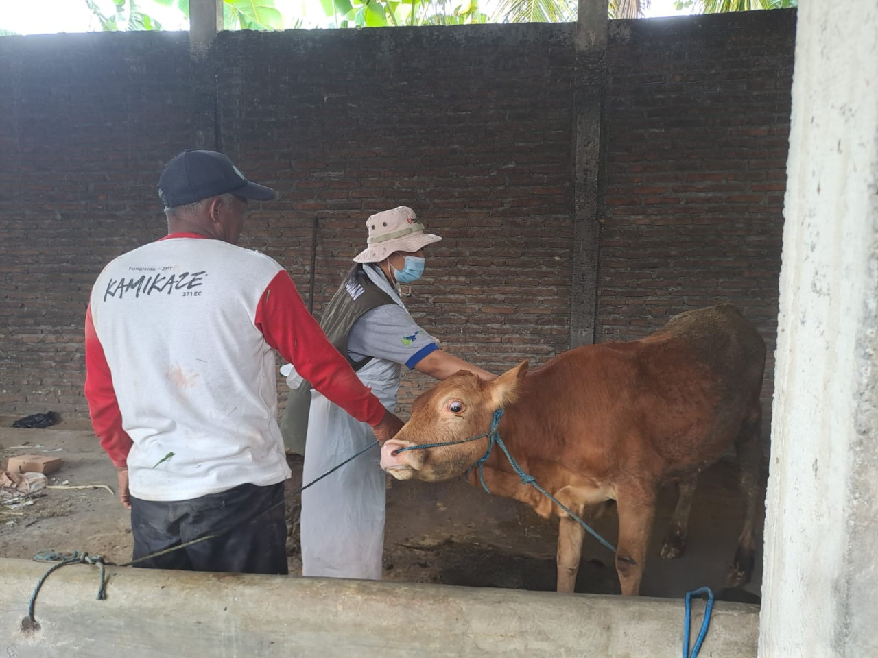 Pengobatan sapi terjangkit PMK di Kediri. (Foto: Pemkab Kediri/jatimnow.com)