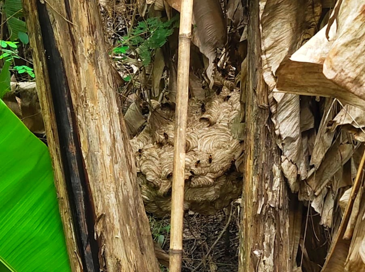 2 Wanita Sidoarjo Tewas Diduga Tersengat Tawon Vespa