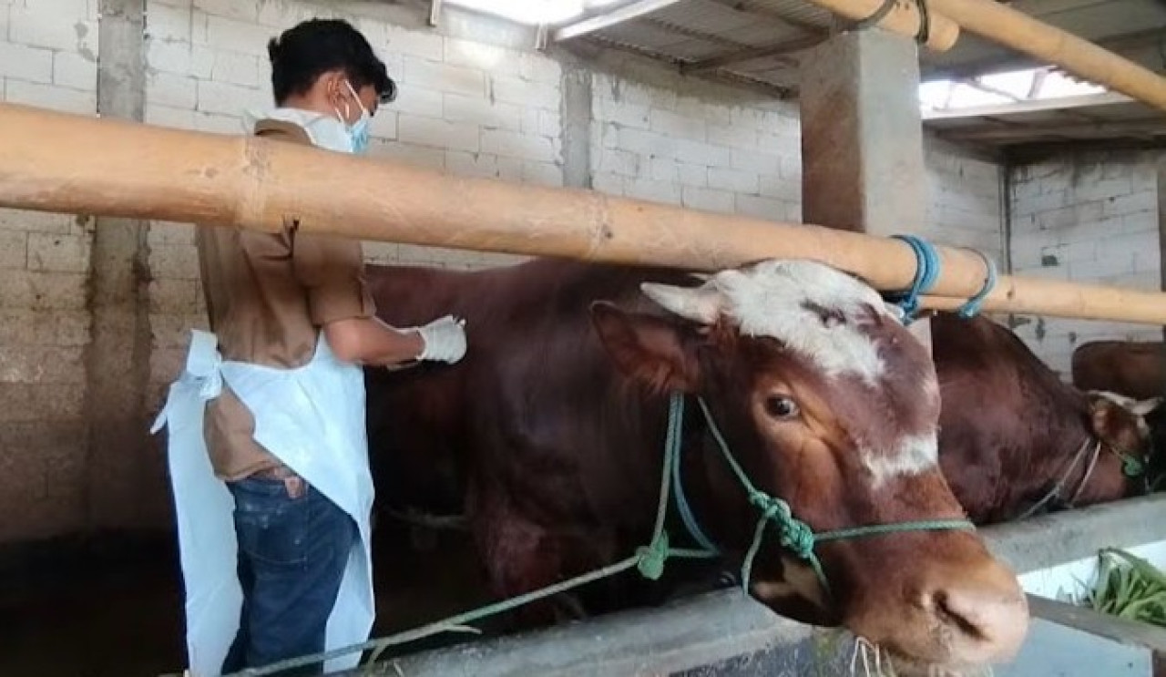 791 Sapi di Pacitan Terjangkit PMK, Stok Vaksin Habis