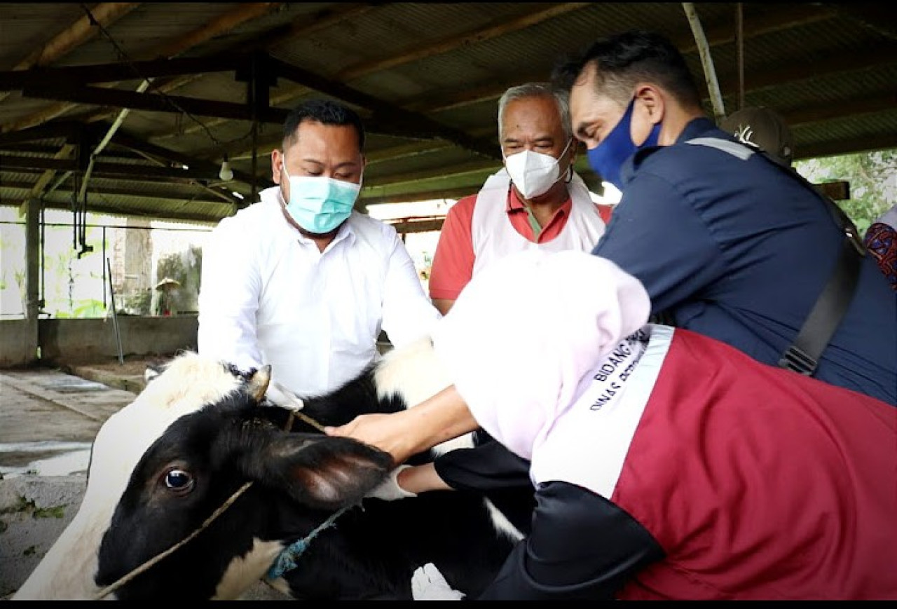 Bupati Gresik Fandi Akhmad Yani saat menghadiri acara pengendalian PMK dan vaksinasi hewan ternak di Kecamatan Wringinanom, Kabupaten Gresik. (Foto: Diskominfo Pemkab Gresik)