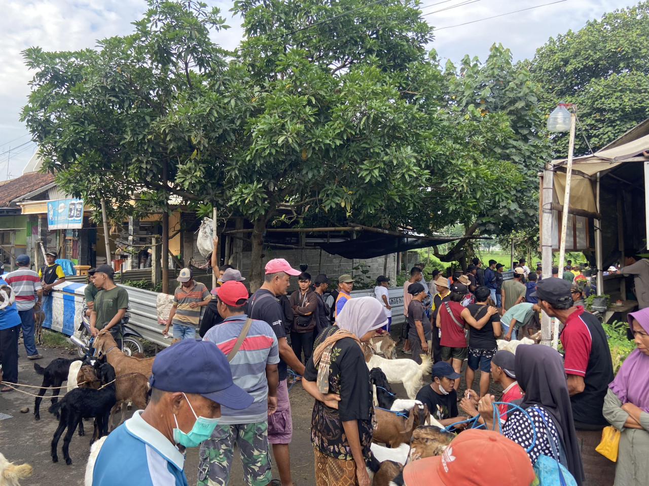 Perdagangan ternak di Ponorogo. (Foto: Ahmad Fauzani/jatimnow.com)