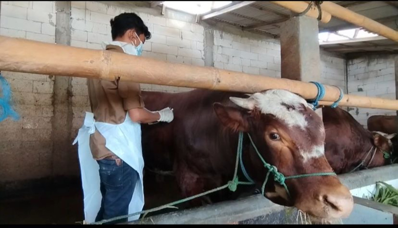 Vaksinasi PMK di Pacitan. (Foto: Ahmad Fauzani/jatimnow.com)