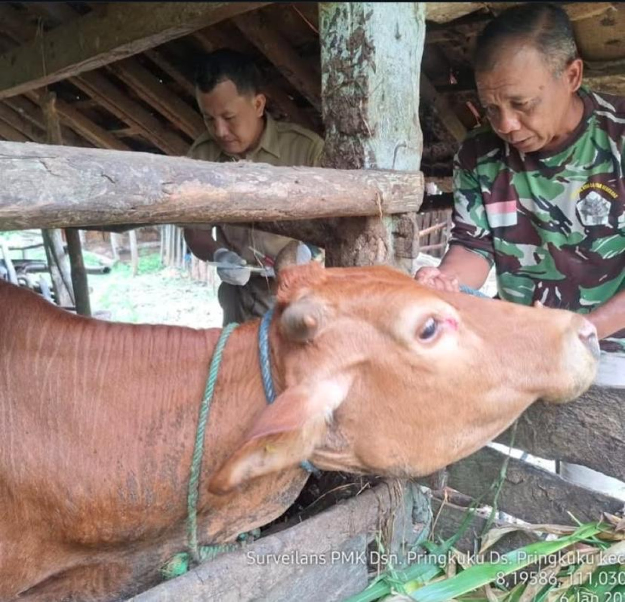 Vaksin sapi di Pacitan. (Foto: Ahmad Fauzani/jatimnow.com)