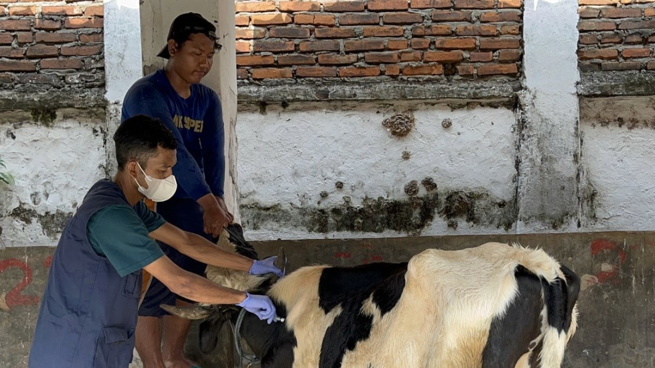 Vaksinasi PMK di Kota Kediri. (Foto: Yanuar Dedy/jatimnow.com)