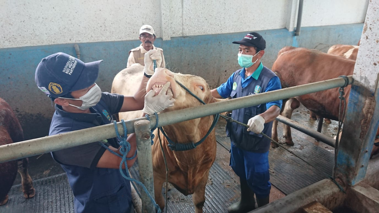 Wabah PMK di Tulungagung Belum Usai, Disnakeswan Kehabisan Stok Vaksin