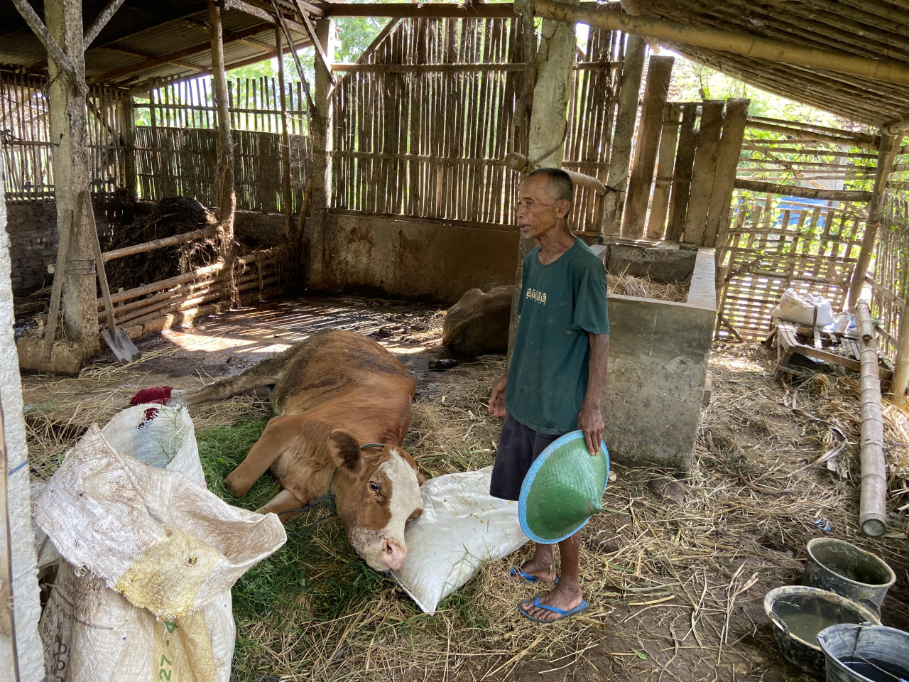 Sapi yang diduga terserang PMK di Ponorogo. (Foto: Ahmad Fauzani/jatimnow.com)