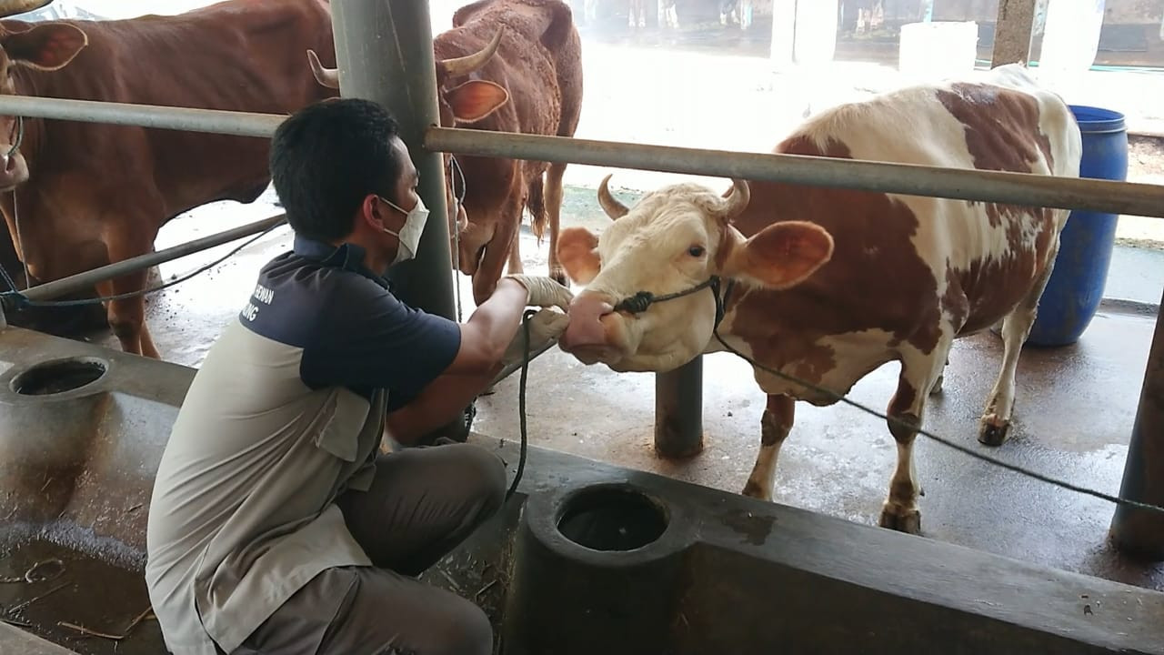 Ilustrasi. Petugas memeriksa sapi. (Foto: Bramanta Pamungkas/jatimnow.com)
