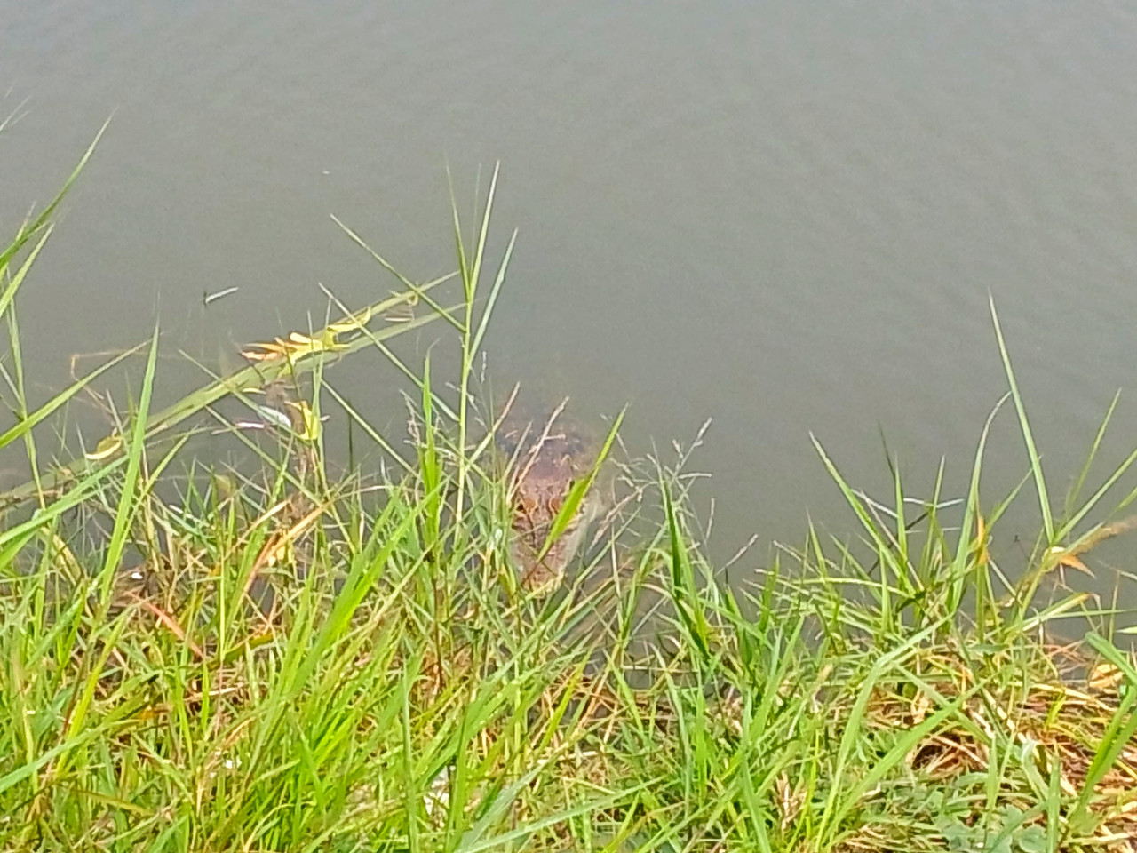 Buaya Muara Masuk Tambak di Jabon Sidoarjo, Petani Terancam Gagal Panen