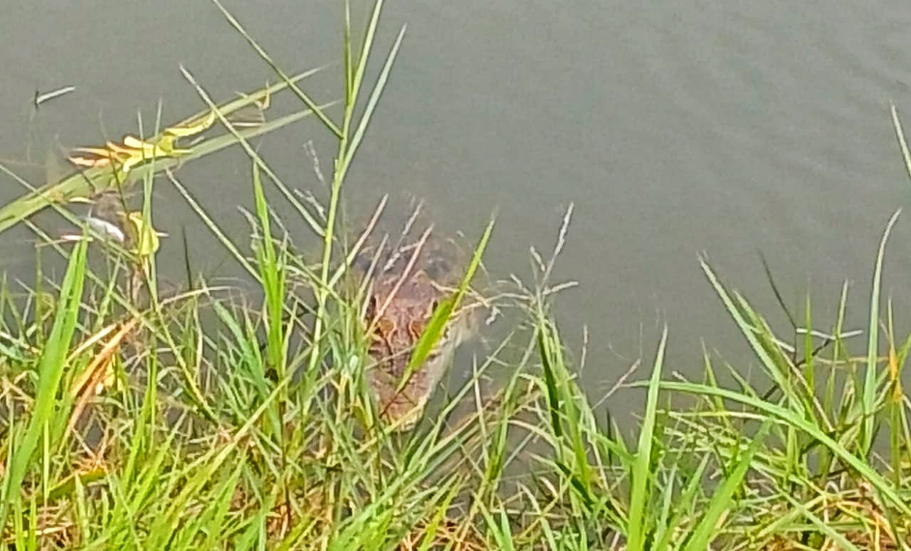 Tangkapan layar video amatir warga munculnya buaya di area tambak ikan (foto: Agus for jatimnow.com)