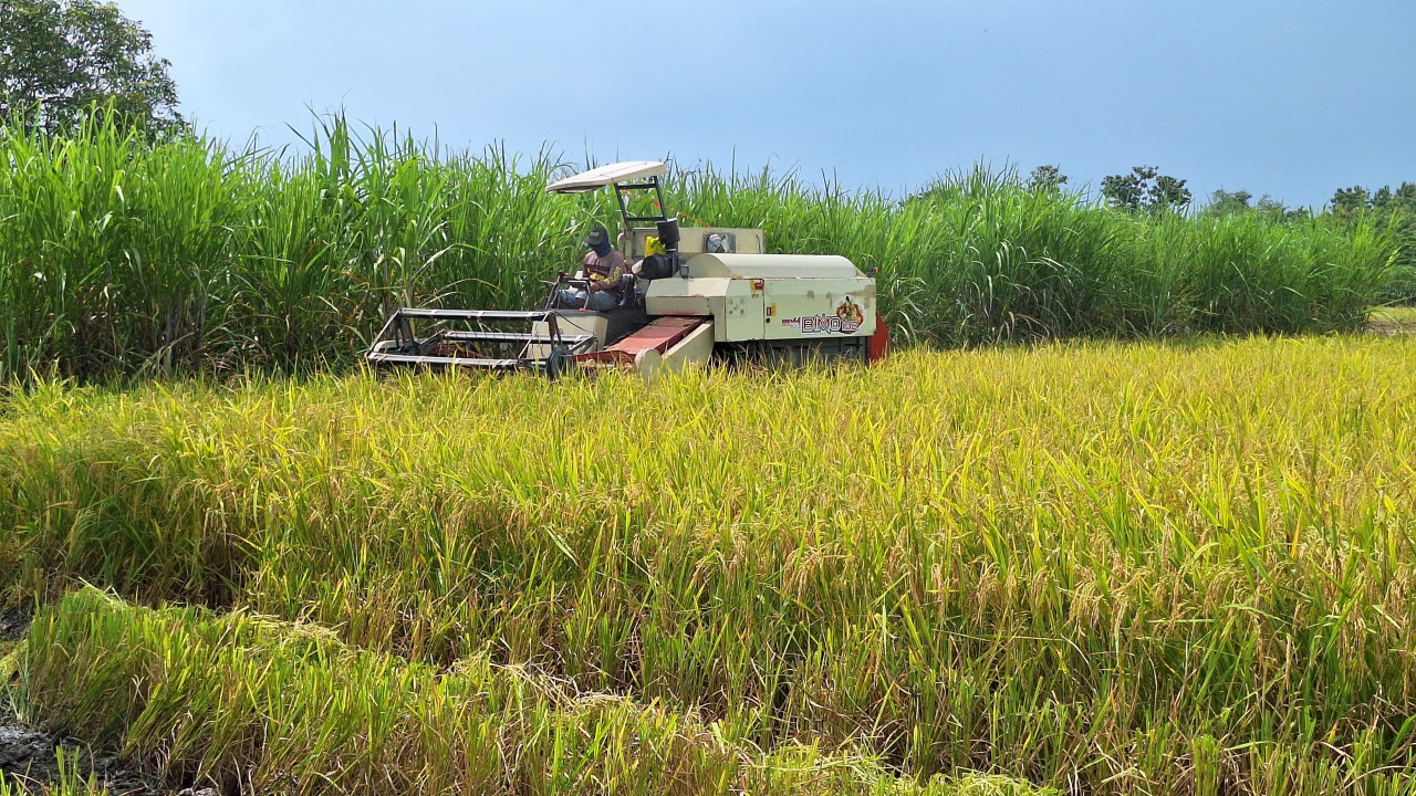 Aktivitas panen padi petani Desa Sidomulyo, Kecamatan Mantup, Lamongan. (Foto: Adyad Ammy Iffansah/jatimnow.com)