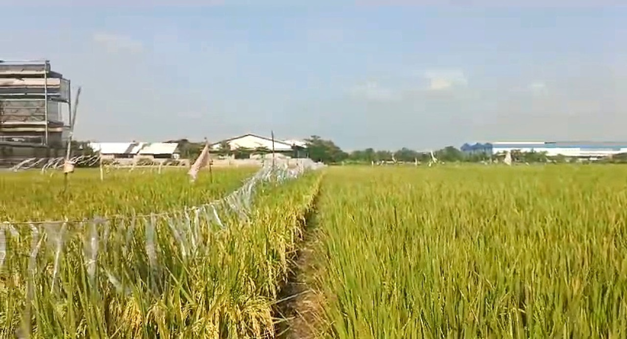 Puluhan Petani di Sidoarjo Terancam Gagal Panen, Diduga Tercemar Limbah Kimia Pabrik