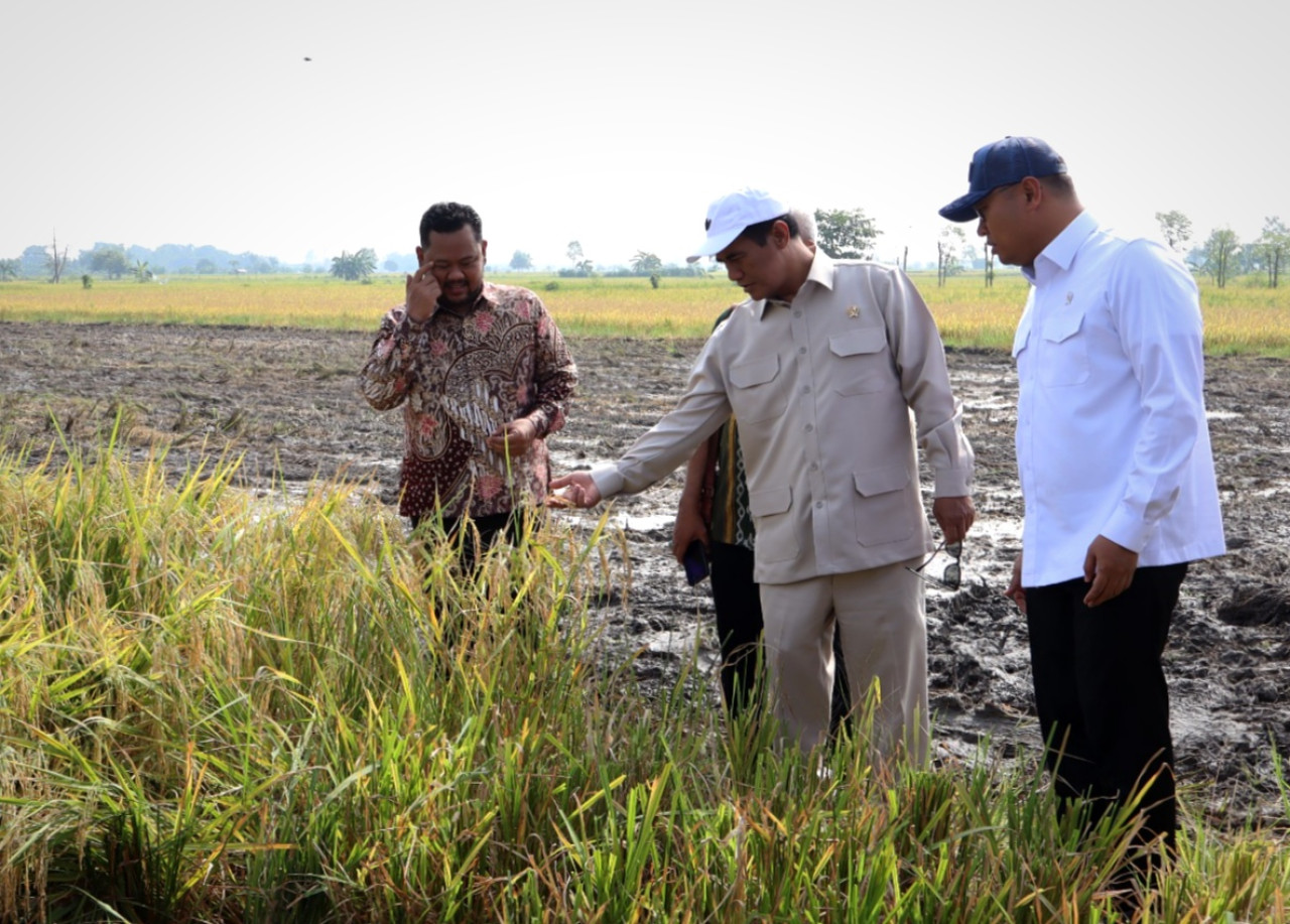 Panen Raya di Gresik, Mentan Amran Apresiasi Kenaikan Harga Gabah Petani